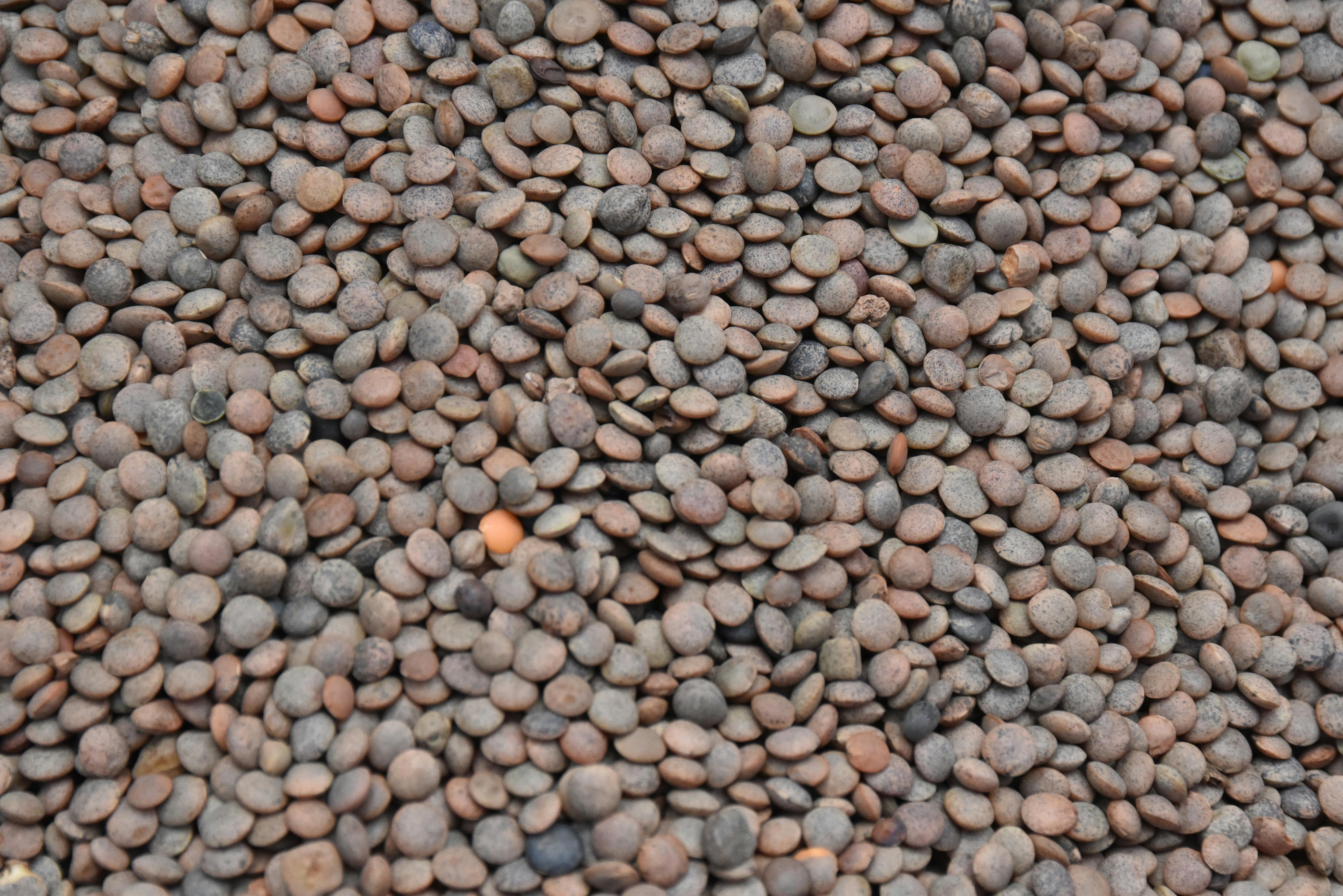 lentilles des Canaries