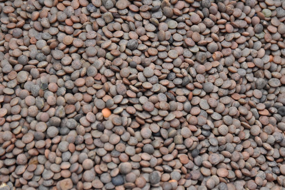 lentilles des Canaries