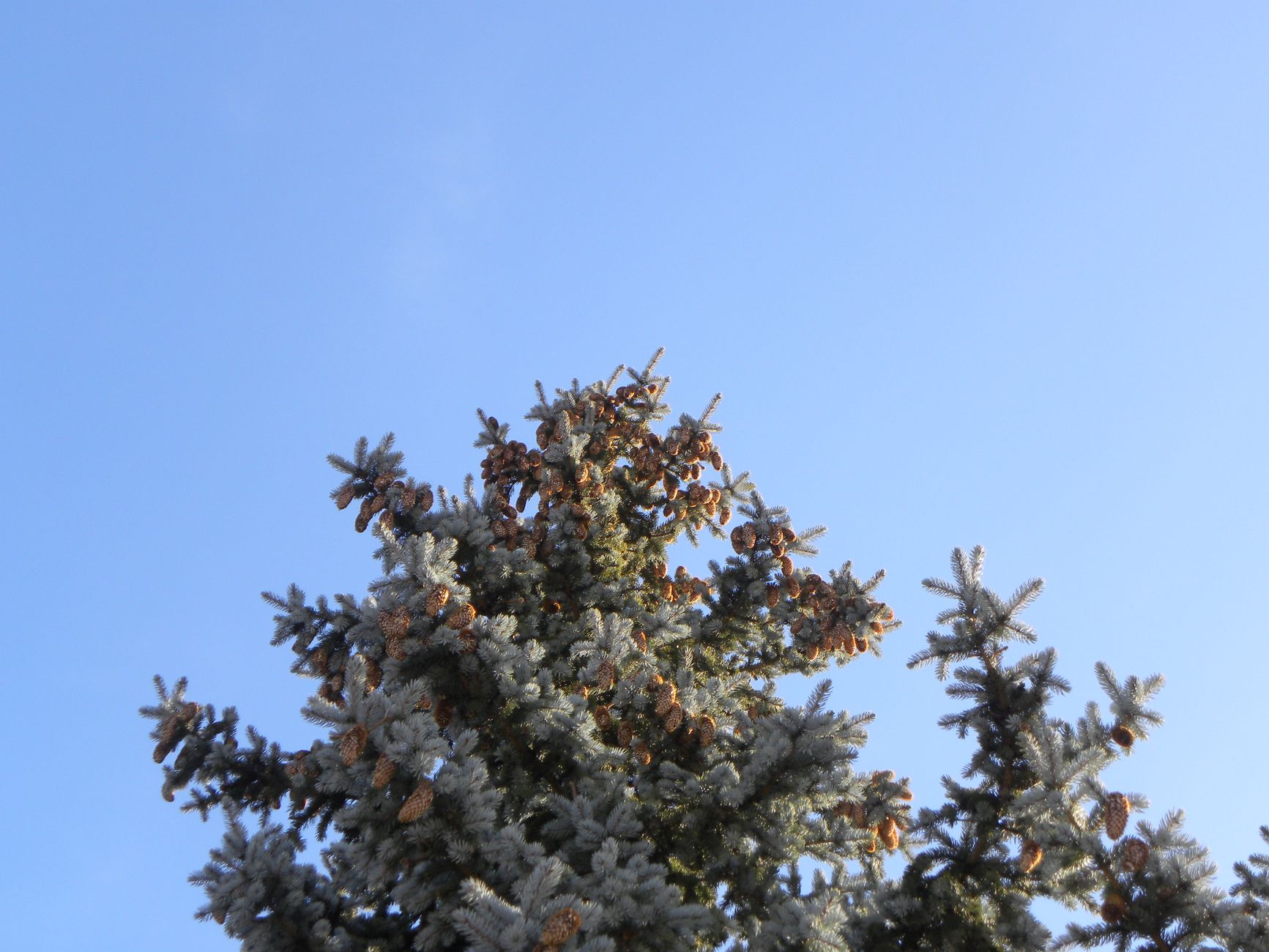 pinecone api