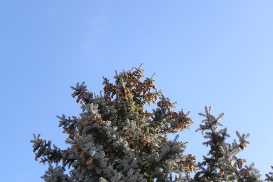 Tall evergreen spruce tree against clear blue sky — pruning spruce trees in Surrey BC