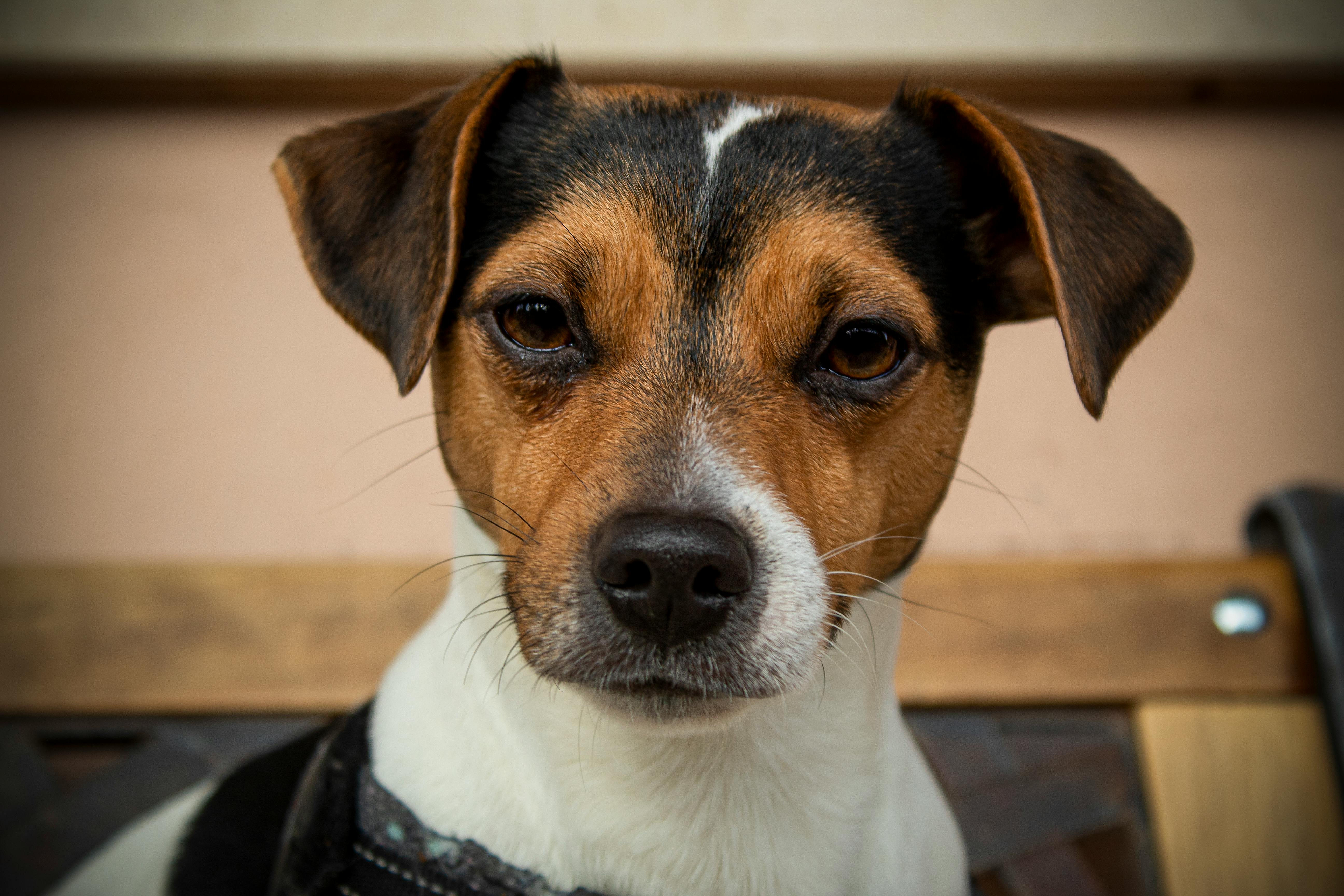 Adorable Jack Russell Terrier looking directly at the camera with attentive expression.