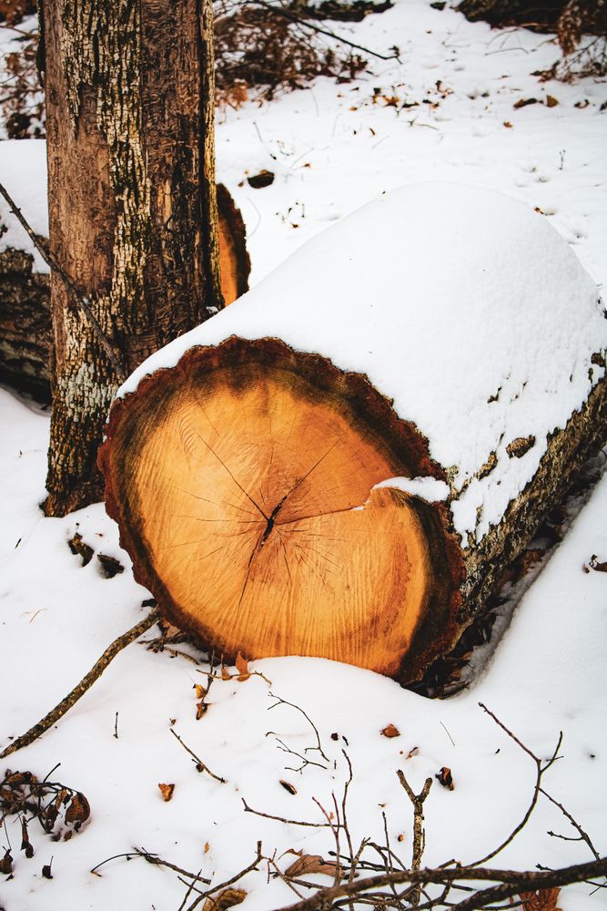 Snow Covered Log Photos, Download The BEST Free Snow Covered Log Stock ...