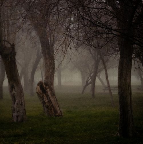 Free A mysterious foggy forest scene with leafless trees and a haunting ambiance. Stock Photo