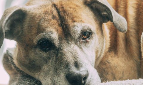 Yaşlı Köpek ve Kedi Bakımı: Evde Konfor, Hareket ve Sağlık Takibi