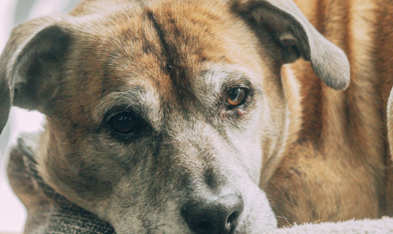 Yaşlı Köpek ve Kedi Bakımı: Evde Konfor, Hareket ve Sağlık Takibi