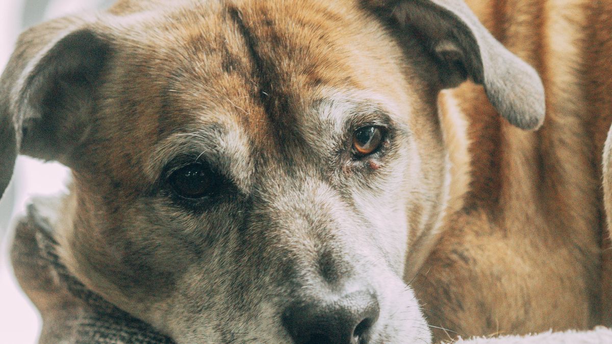 Comportement des chiens âgés