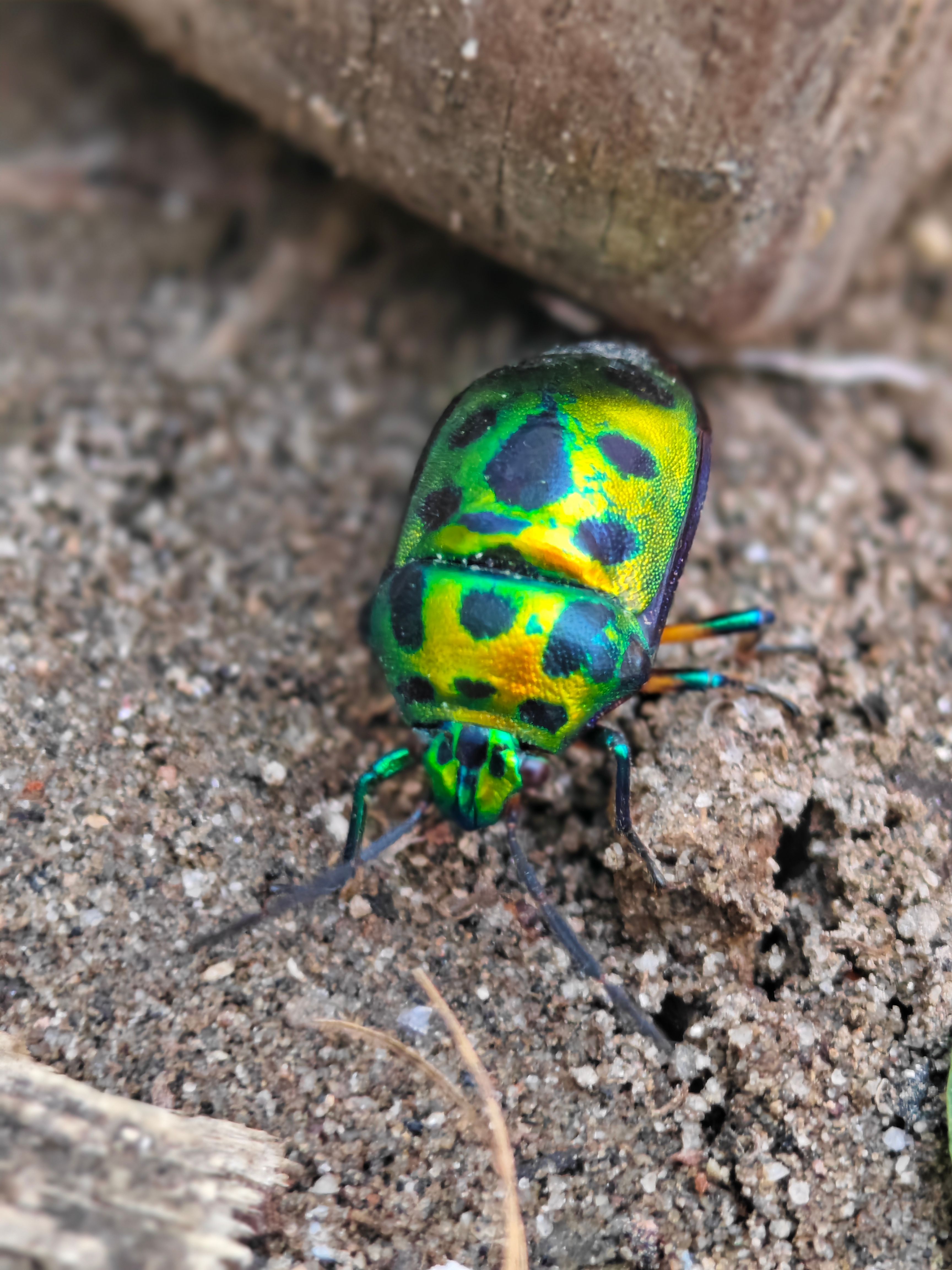 Gros Plan D'un Insecte Bijou Coloré Sur Une Surface Sablonneuse · Photo ...