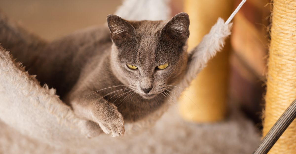 7 Creative Ideas to Enhance Your Pet Zone Experience