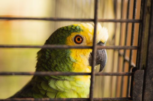 Free A vibrant green and yellow parrot behind the bars of a cage, expressing curiosity. Stock Photo