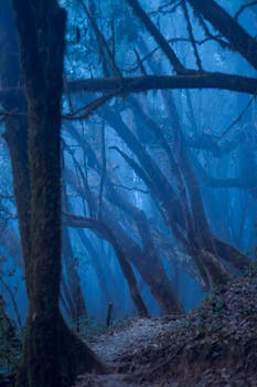A serene blue-hued forest pathway surrounded by tall trees in the Nepal mountains.