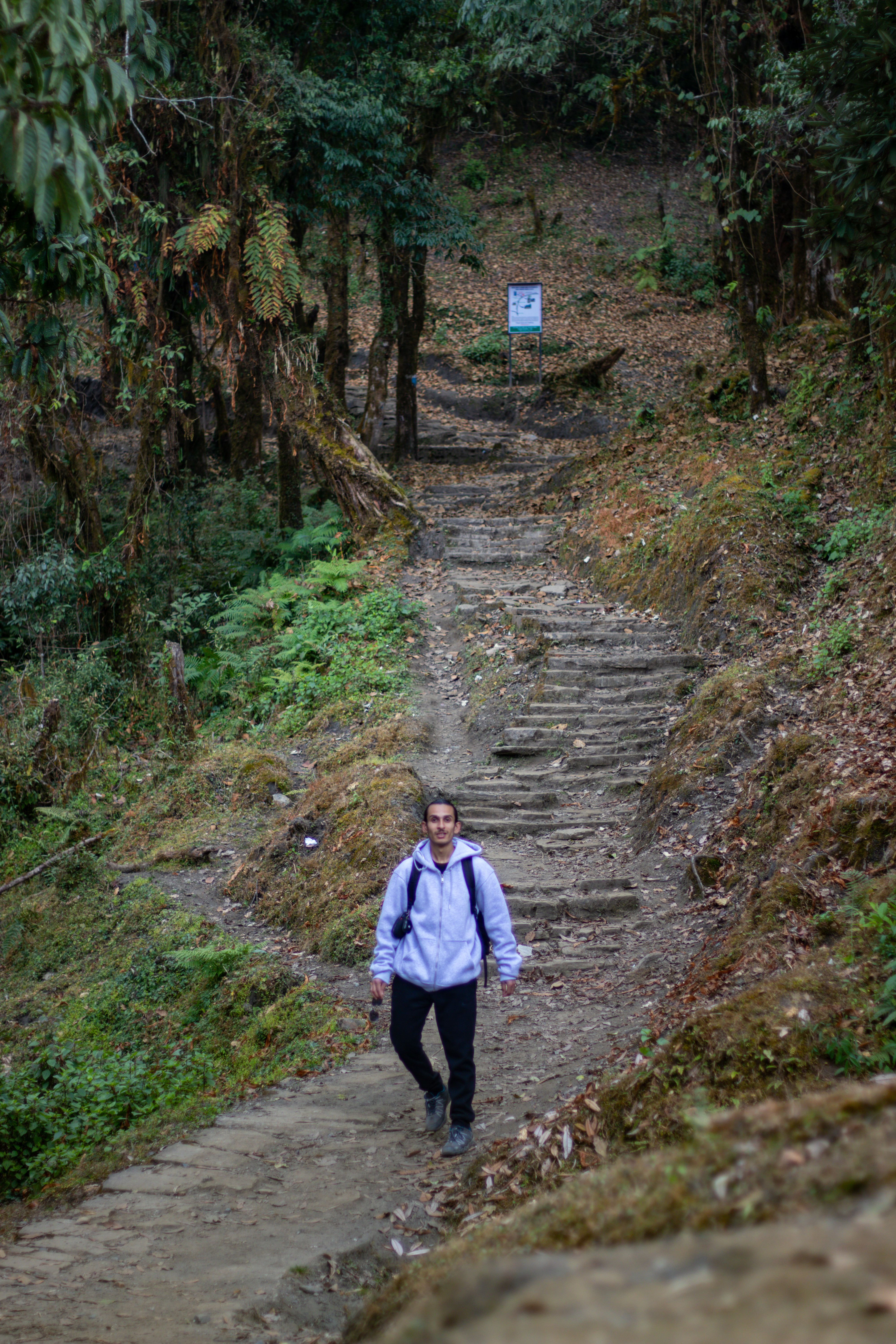 Hiker in Lush Forest Trail in Nepal · Free Stock Photo
