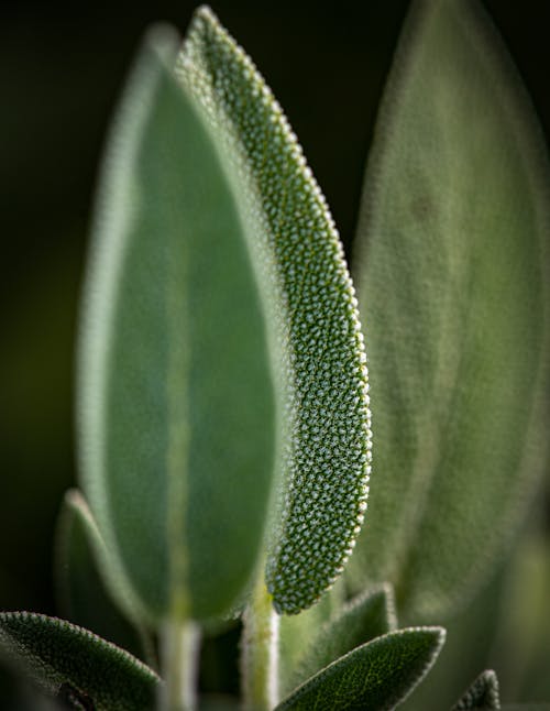 Makrofotografie Der Grünblättrigen Pflanze