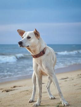 A dog stands on the sandy shores of Malpe Beach, Karnataka with the ocean waves in the background.