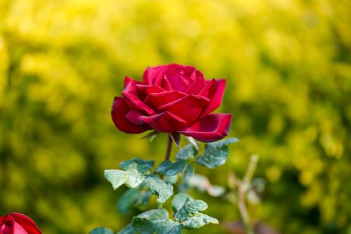 Free A stunning red rose blooming in a garden, symbolizing love and nature's beauty. Stock Photo