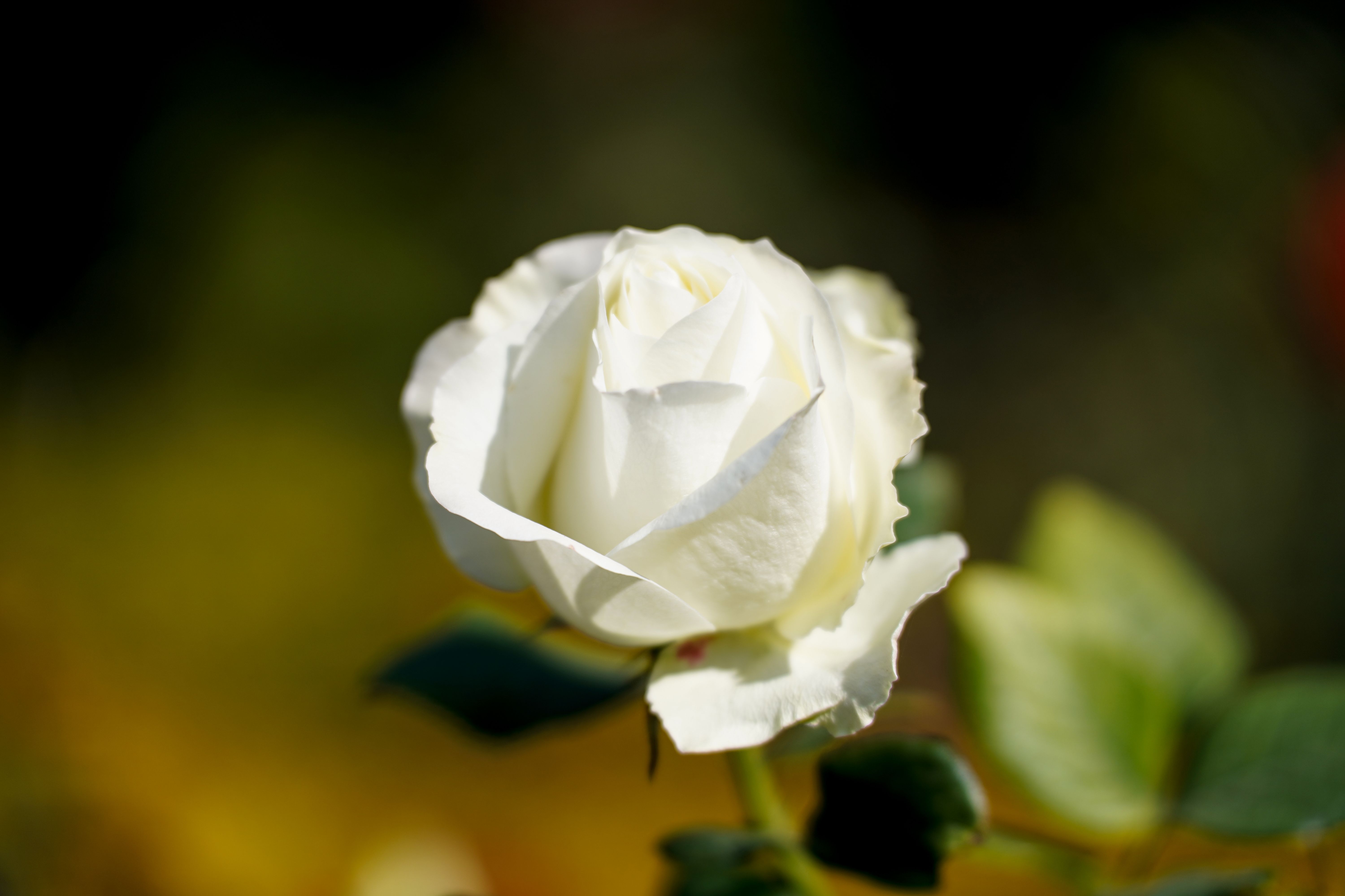 Close-Up of White Rose in Bloom · Free Stock Photo