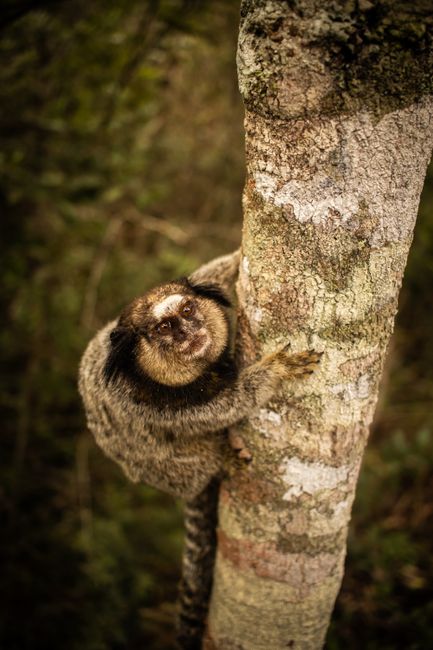 Fotomural Primer plano de un tití común trepando a un árbol, mostrando su hábitat natural.
