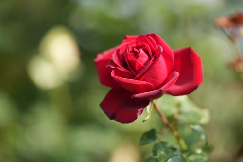 Free A stunning red rose bloom in a garden in Salgaon, Rajasthan, India. Stock Photo