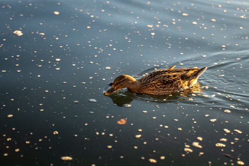 Free A mallard duck swims peacefully on a sunlit lake in Bled, Slovenia. Stock Photo