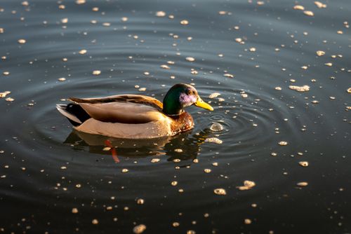 Free A mallard duck gracefully swimming in Lake Bled under warm sunlight in Slovenia. Stock Photo