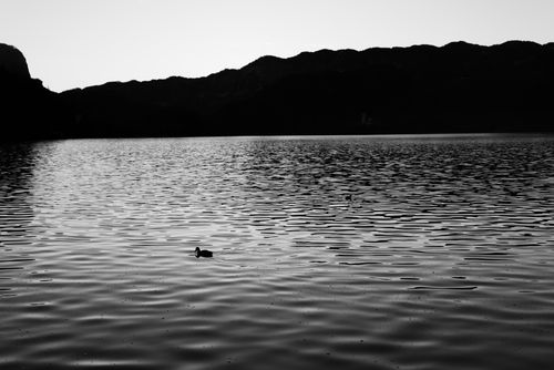 Free A serene view of Lake Bled at dawn, showcasing a duck silhouette against the calm waters. Stock Photo