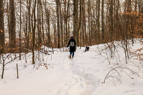 Free Person and dog hiking on a snowy trail in Daruvar's winter forest landscape. Stock Photo