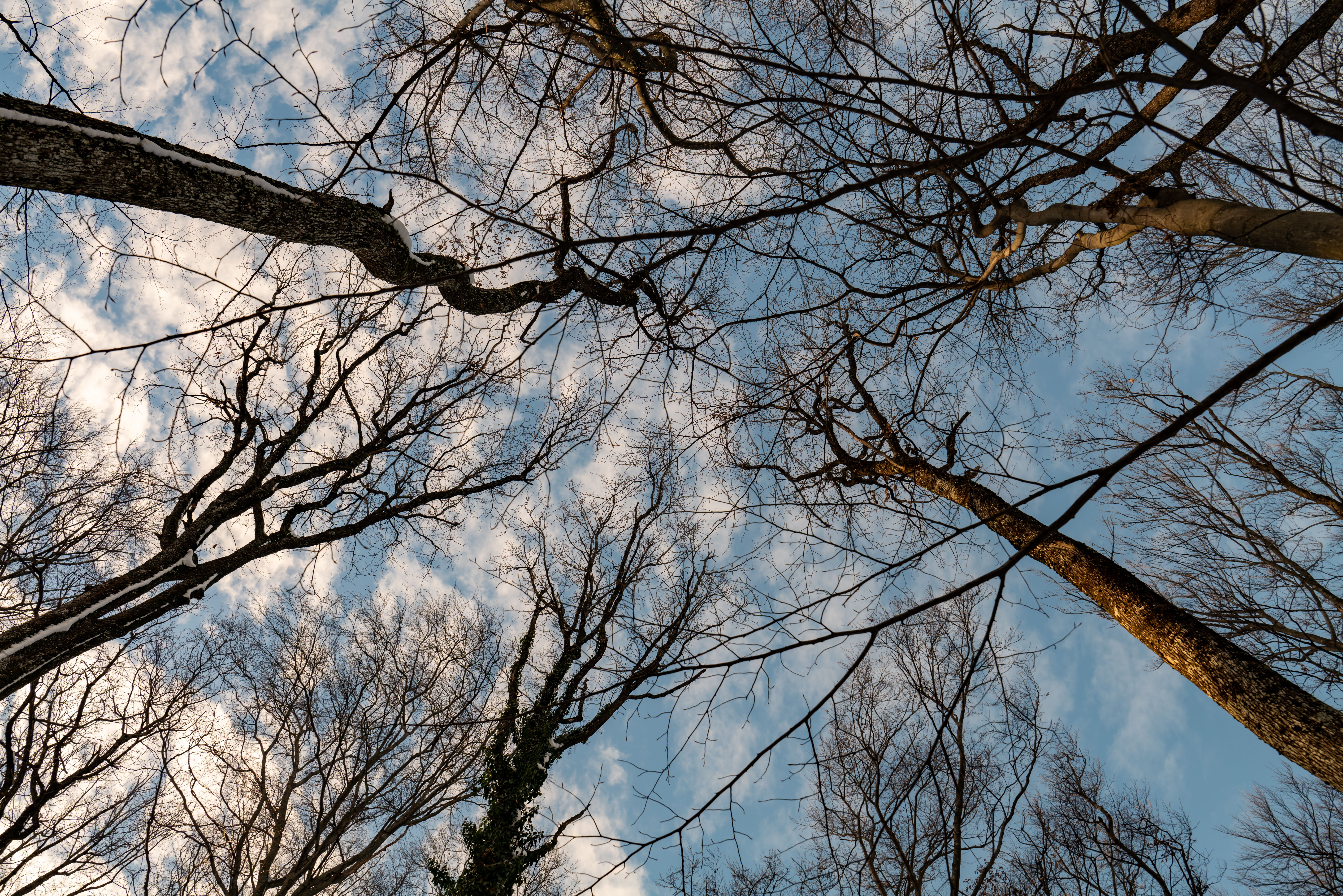 Leafless deciduous trees in full winter dormancy against a blue sky — dormant season is the best time for tree trimming in Surrey BC