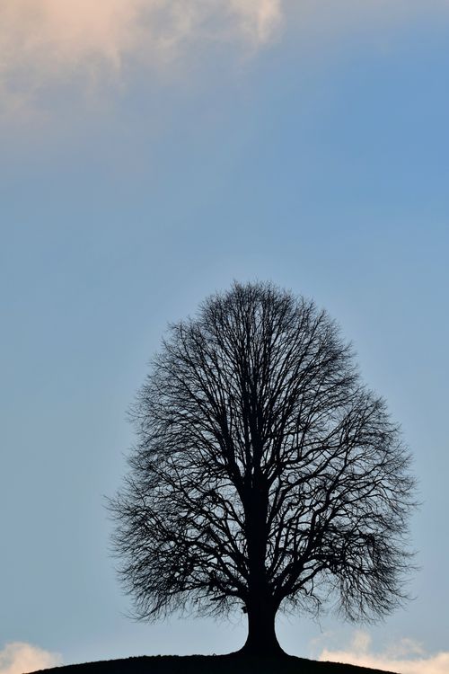 Free A solitary tree silhouette against a bright blue sky, creating a peaceful natural scene. Stock Photo
