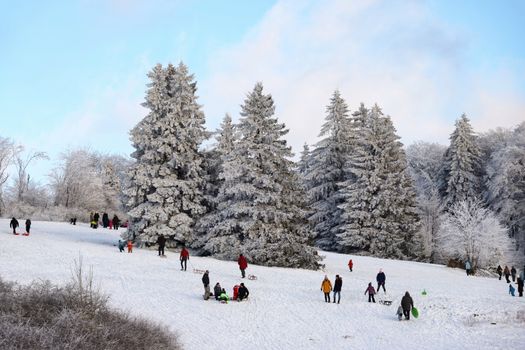 People enjoying sledding on a snowy hill surrounded by frosty trees during a bright winter day.