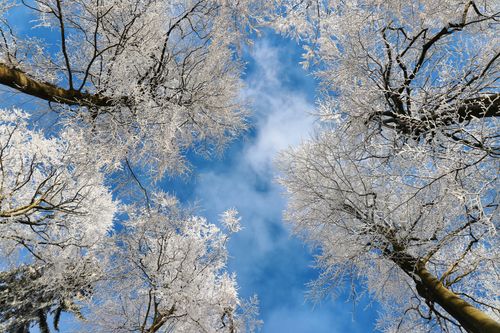 Free Stunning view of snow-covered tree branches against a clear blue sky in winter. Stock Photo