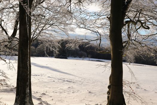 A beautiful winter landscape showcasing snow-covered trees in a serene forest setting.