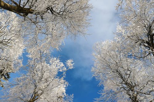 Free Frosted tree branches against a clear blue sky, capturing a serene winter scene. Stock Photo