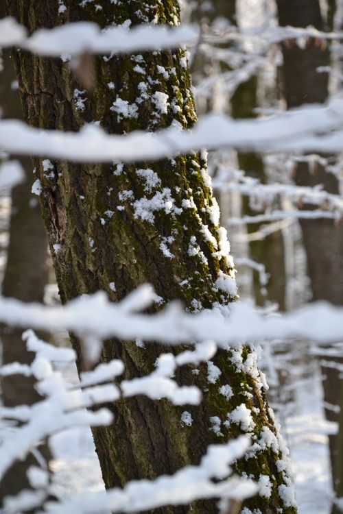 Free Close-up of a snow-covered tree trunk in a winter forest, highlighting the beauty of nature. Stock Photo