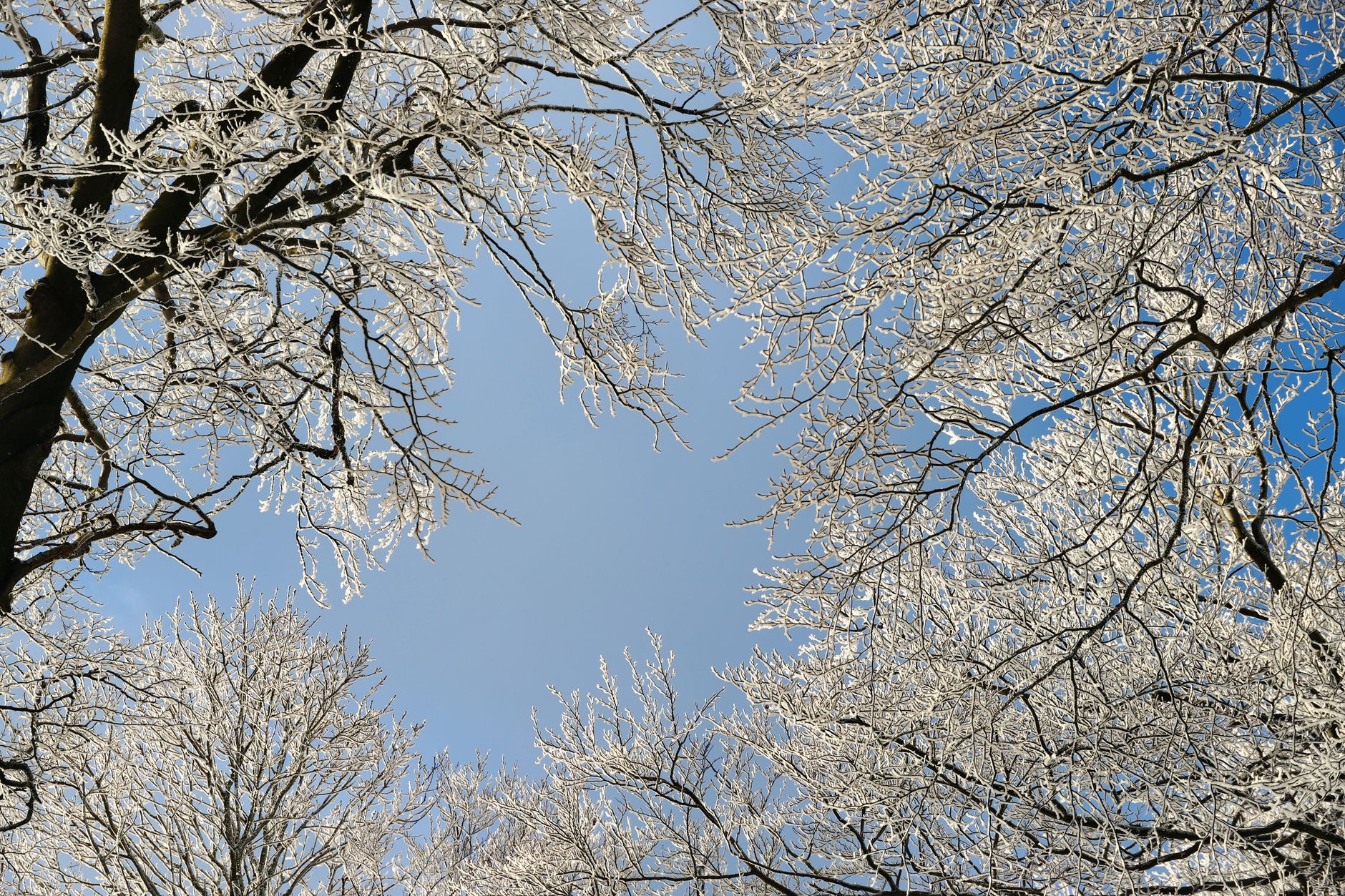 Frost-covered trees against a bright blue winter sky, showcasing a serene winter landscape.