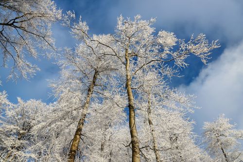 Free Capture of snow-covered trees in a serene winter forest beneath a clear blue sky. Stock Photo