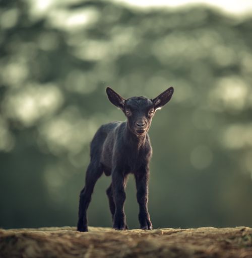 Free Charming black baby goat on a sunny day in Bangladesh rural setting. Stock Photo