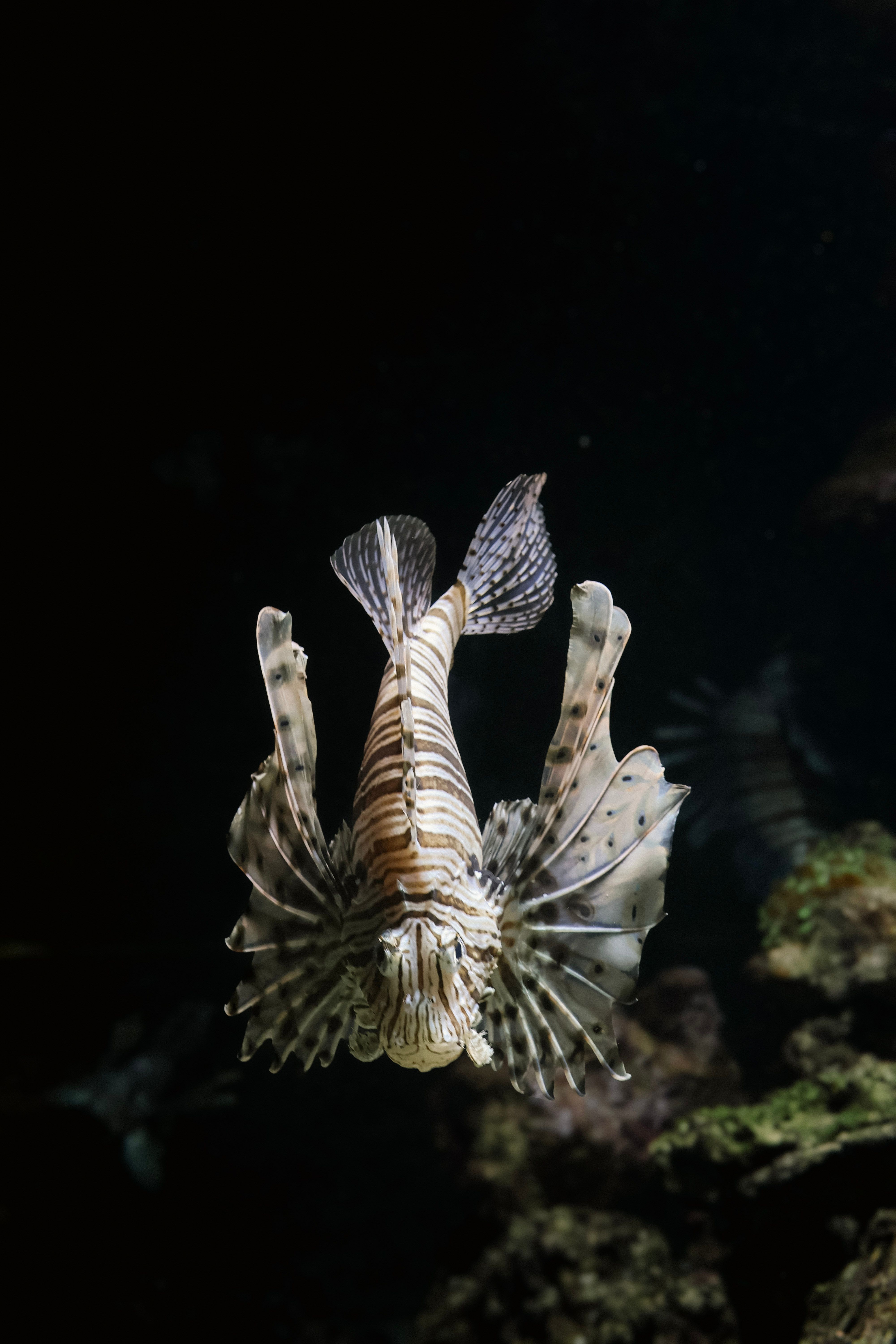 Monkfish