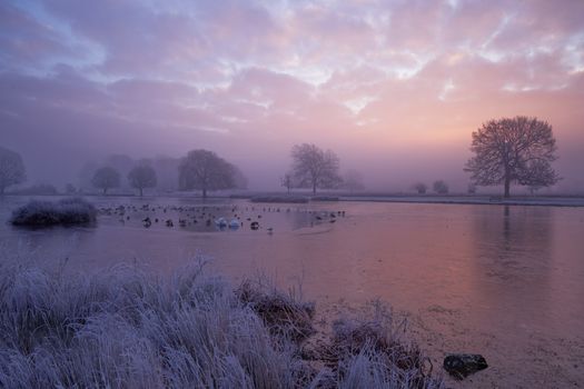 A serene winter sunrise over Heron Pond in Teddington, featuring frost-covered landscapes and peaceful water reflections.