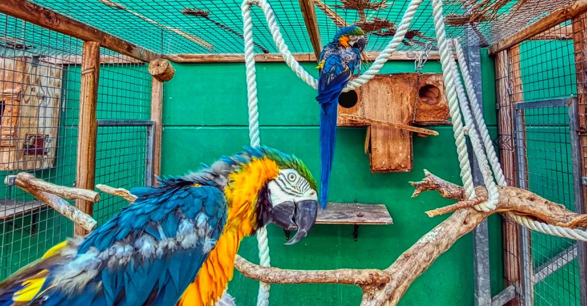 Vibrant Macaws in a Catalan Aviary · Free Stock Photo