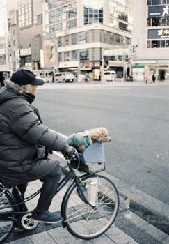 东京繁华的街道上，一名骑自行车的人带着一只小狗。 - 相关推荐