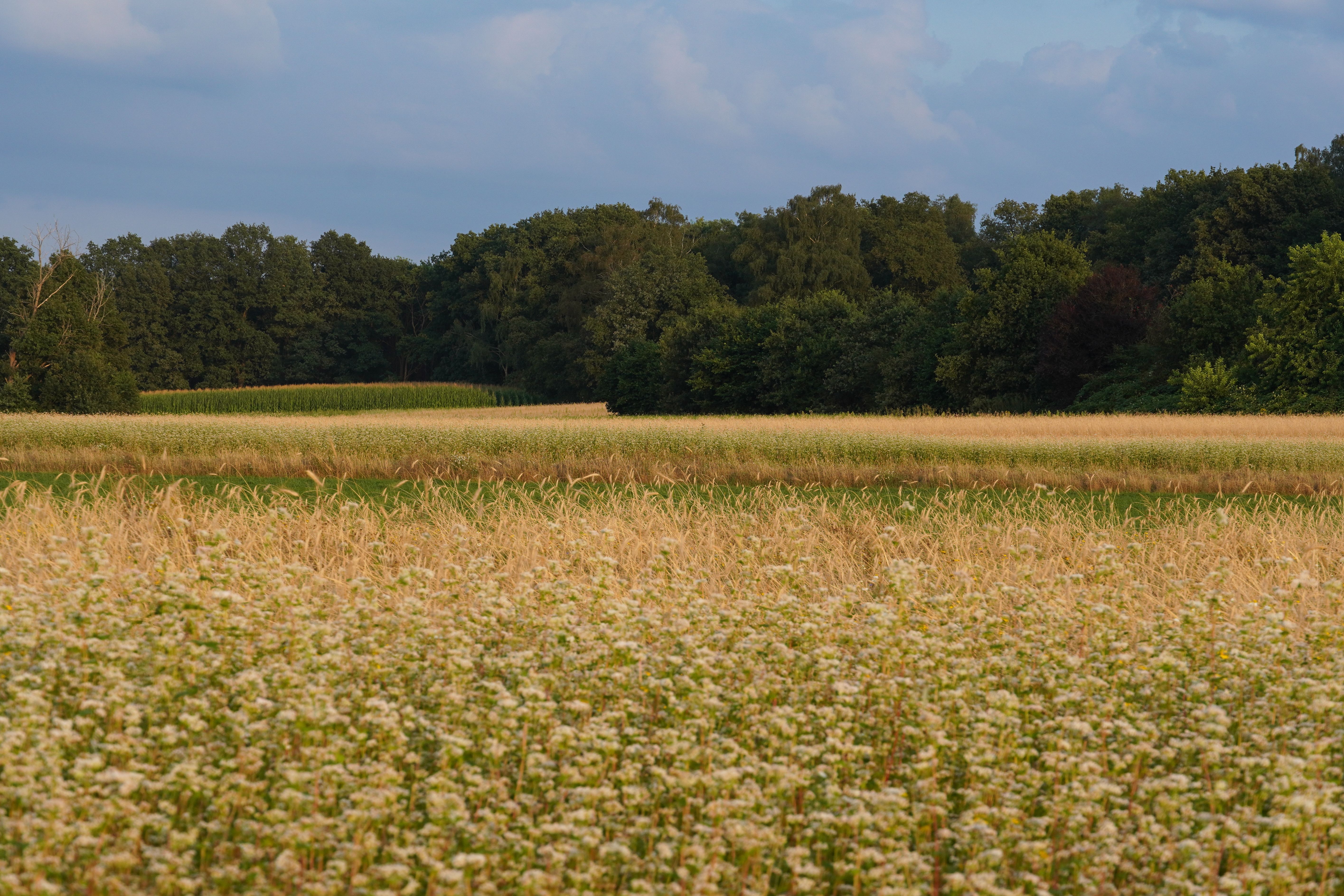 Expansive agricultural field under clear skies in Utrecht, Netherlands.