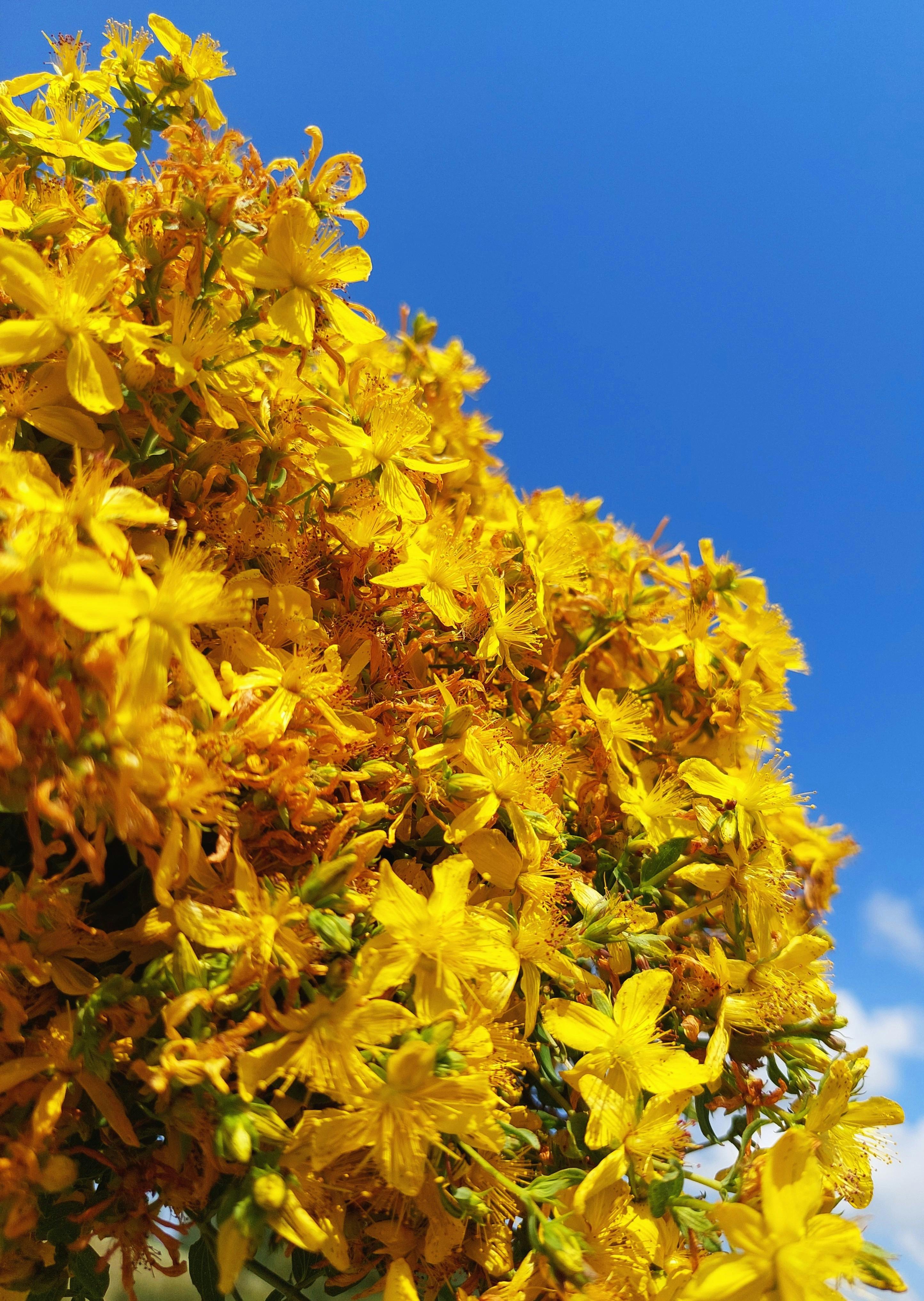 бесплатная Ярко-желтые цветы зверобоя пышно цветут на фоне ясного голубого неба, воплощая суть летней природы на открытом воздухе. Стоковое фото