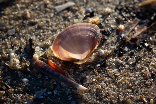 Free Sunlit seashell on sand showcases beach texture and natural beauty. Stock Photo