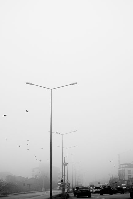 Street scene with cars and birds in thick fog and streetlights lining the road.