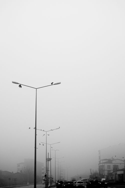 Free Black and white photo of a foggy urban scene with streetlamps and birds. Stock Photo