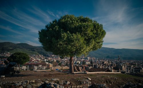 Free A scenic view of Selçuk fortress with a prominent pine tree against a blue sky in Türkiye. Stock Photo