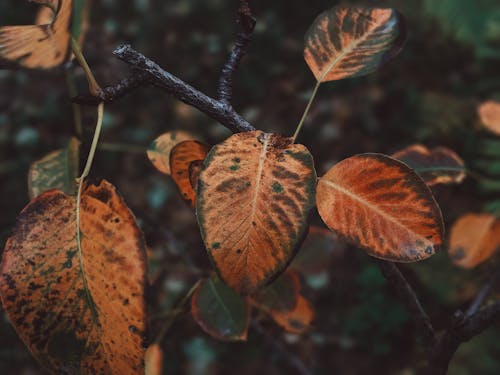 無料 茶色と緑の葉のマクロ写真 写真素材