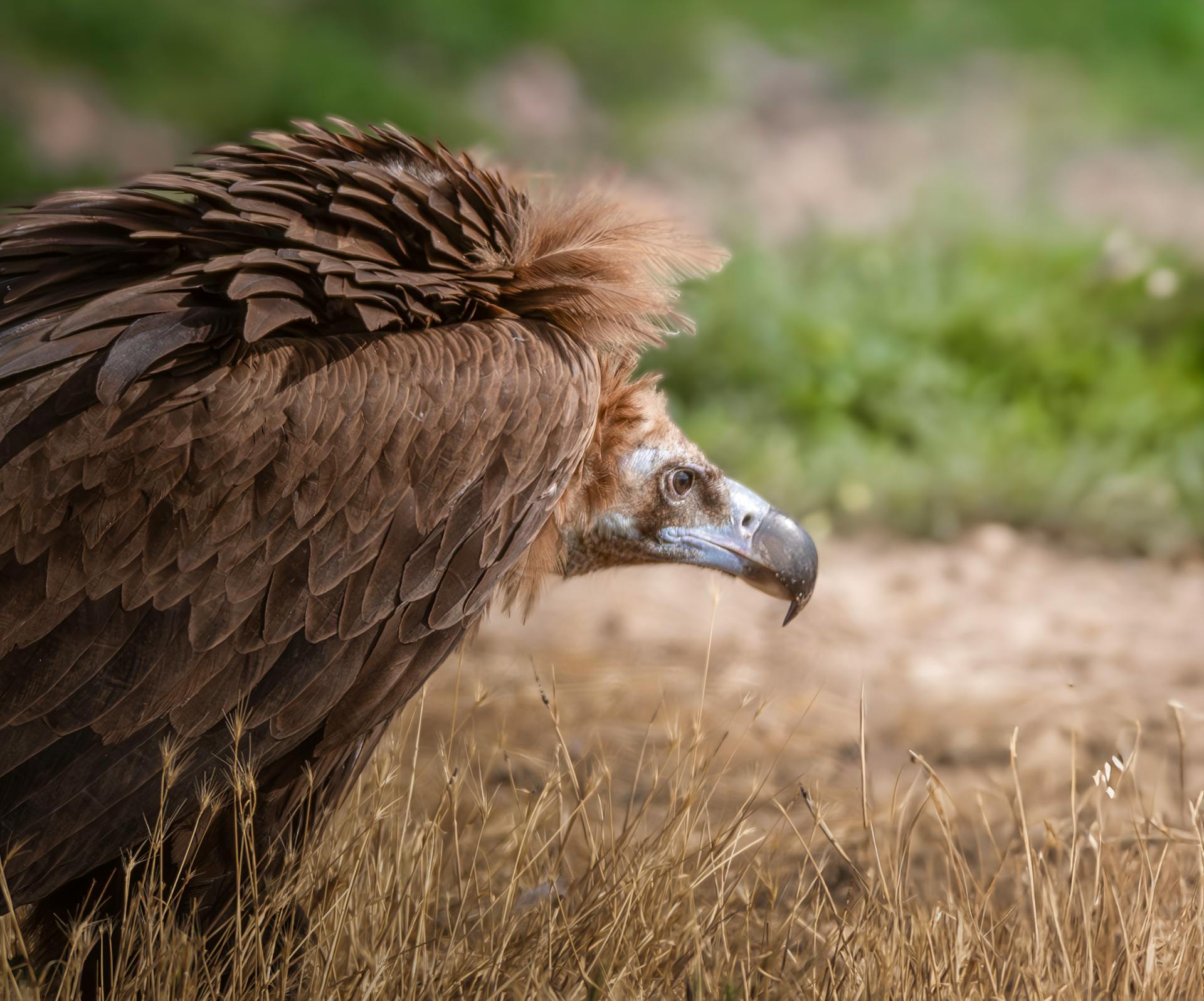 Majestic vulture in natural habitat, showcasing powerful plumage and intense gaze.