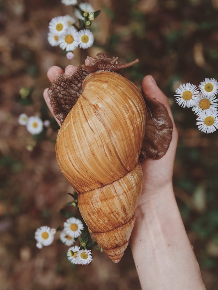 Brown Snail