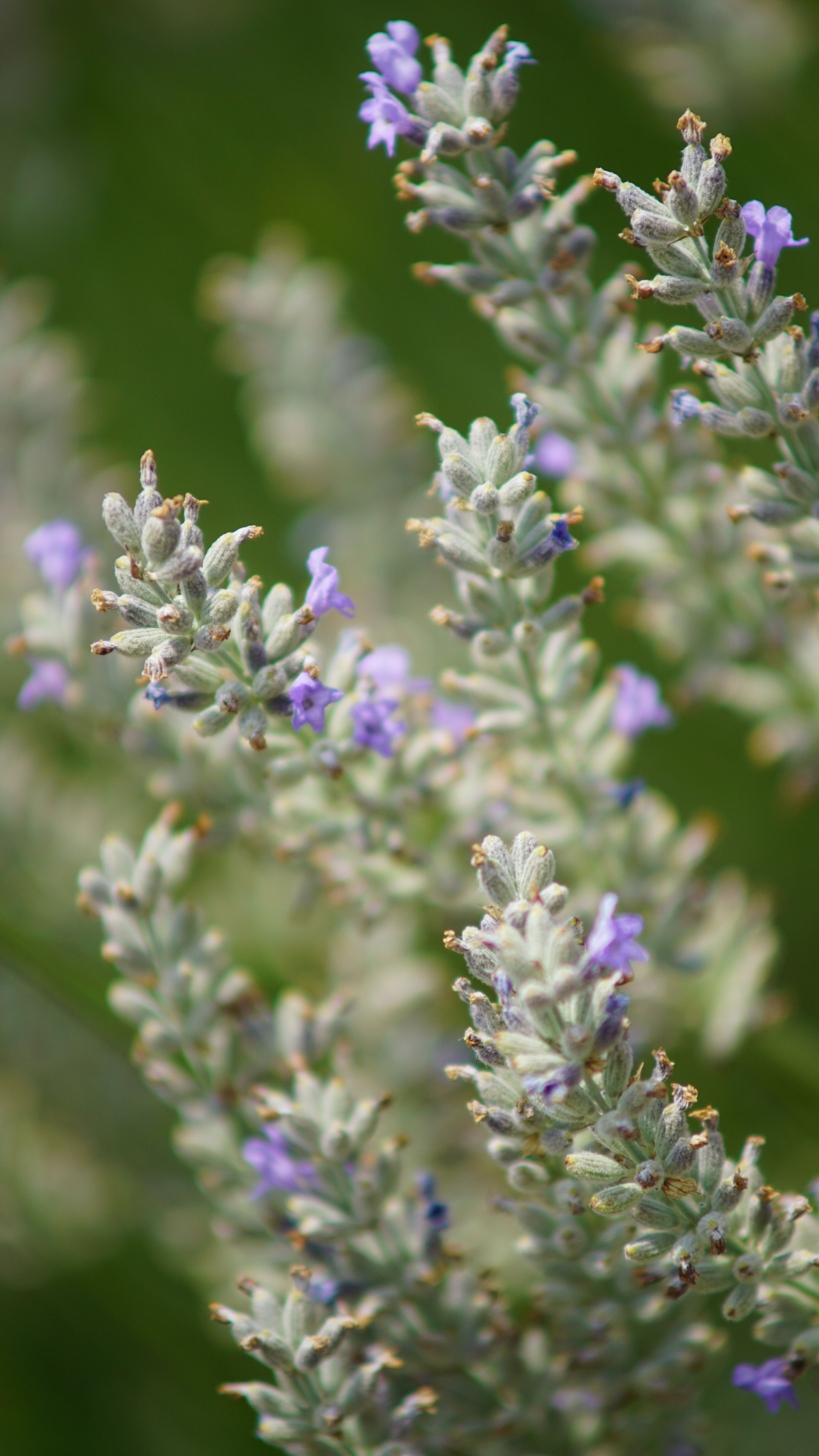 Detailed close-up of lavender flowers in bloom, showcasing vibrant colors and delicate textures.