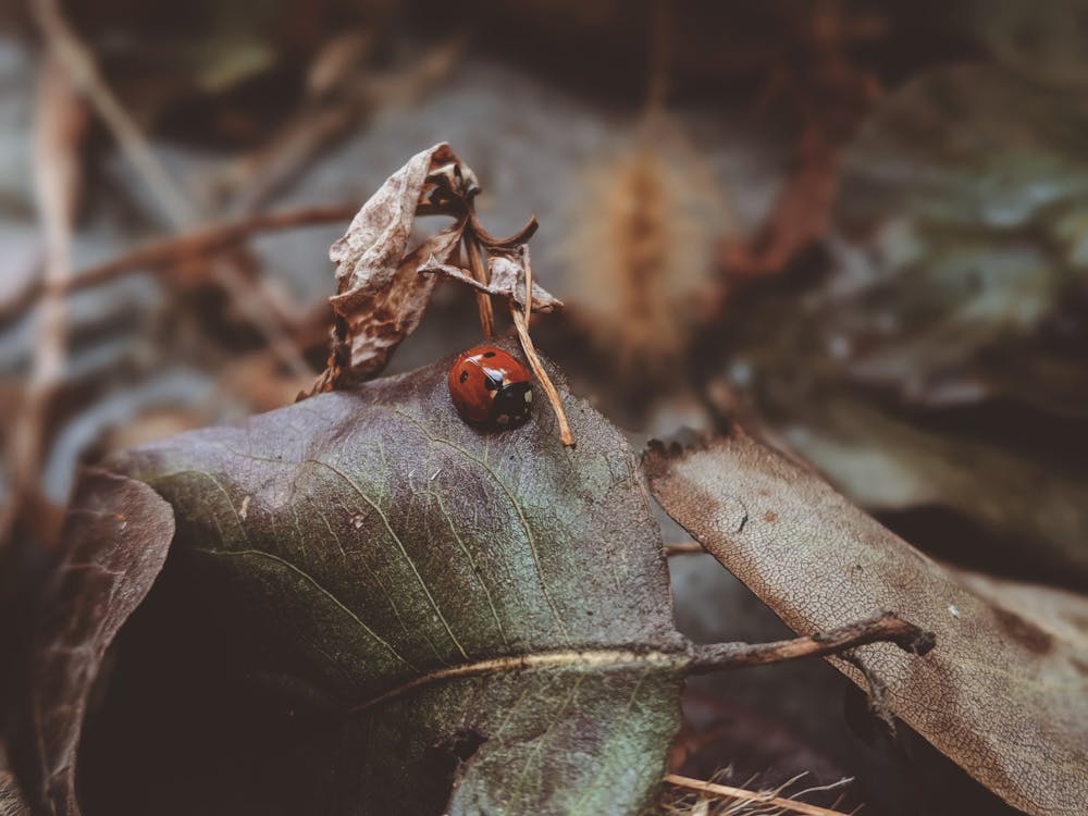 Free Ladybug on Green Leaf Stock Photo